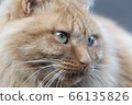 Right-facing brown tabby cat [long-haired] 66135826