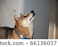 Shiba Inu looking up [side profile] 66136037