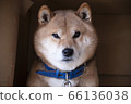 Shiba Inu gazing [front] 66136038