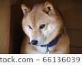 Shiba Inu on your eyes 66136039