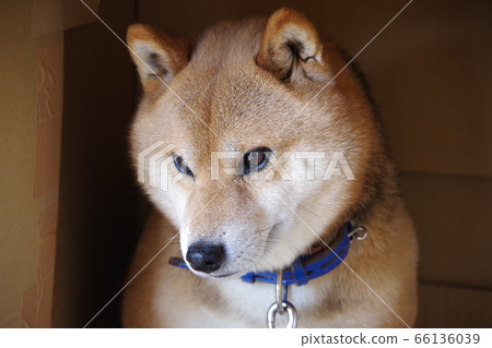 Shiba shops inu eyes