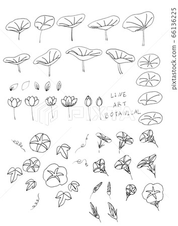 線條藝術植物2 66136225
