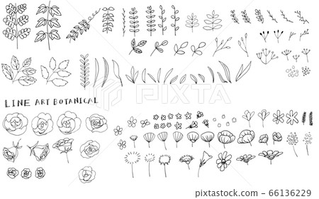 Line art botanical 1 66136229