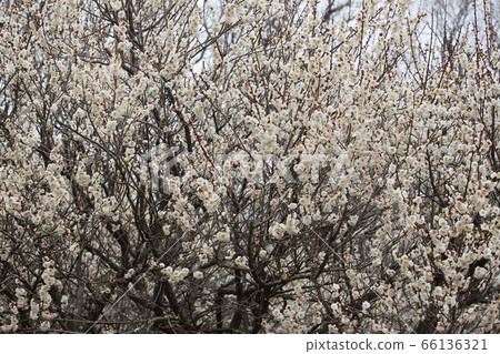 Plum blossom Plum blossom 66136321