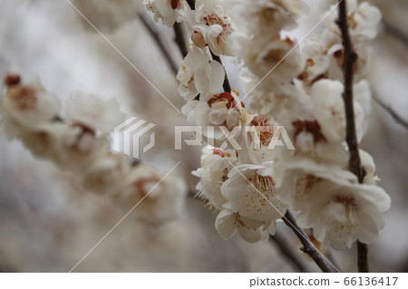 梅花 66136417
