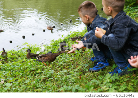 Two boys and their mother feeding ducks 66136442