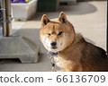 Shiba inu winking 66136709