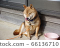 Shiba Inu is a licking nose 66136710