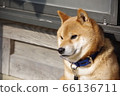Twilight Shiba Inu 66136711