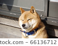 Shiba Inu is dazzling and closes his eyes 66136712