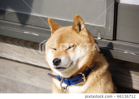 柴犬(Shiba Inu)眼花and亂,閉上了眼睛 柴犬(Shiba Inu)眼花and亂,閉上了眼睛 66136712