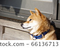Pensive shiba inu 66136713