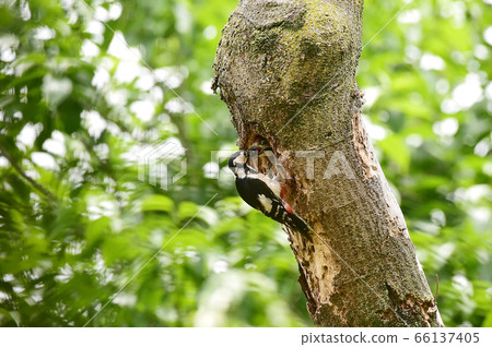 Woody Woodpecker Woody Woodpecker 66137405
