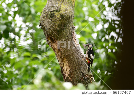 Woody Woodpecker 66137407