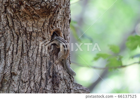 松鼠 松鼠 66137525