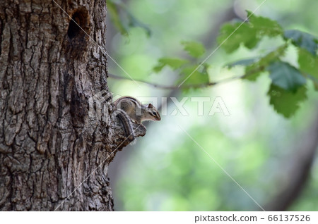 松鼠 松鼠 66137526