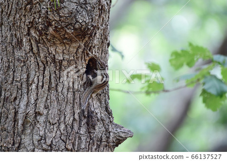 松鼠 松鼠 66137527