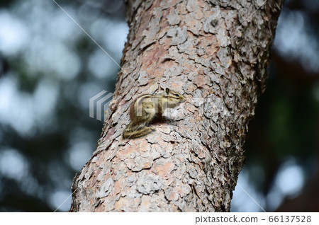 松鼠 松鼠 66137528