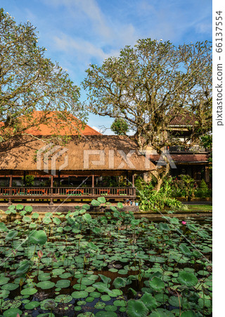 Empty cafe and pond with lotus Empty cafe and pond with lotus 66137554