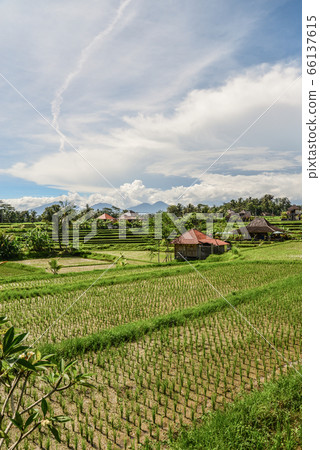 Rice fields in Ubud Rice fields in Ubud 66137615