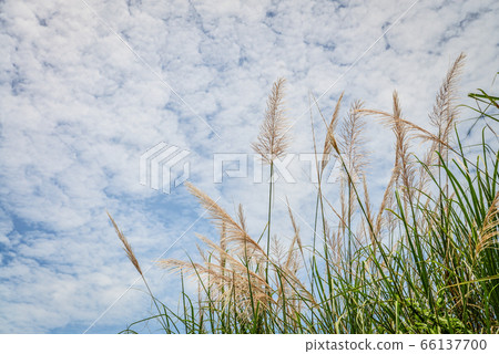 Grass on spring  meadow 66137700