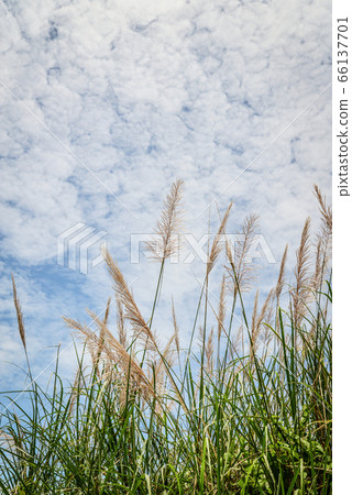 Grass on spring  meadow 66137701