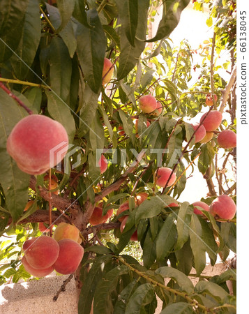 peach tree with fruits ripe peaches on a tree peach tree with fruits ripe peaches on a tree 66138045