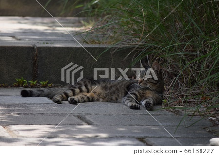 Heartwarming 66138227