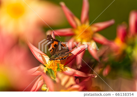 A lady who stays in the orange dahlia A lady who stays in the orange dahlia 66138354