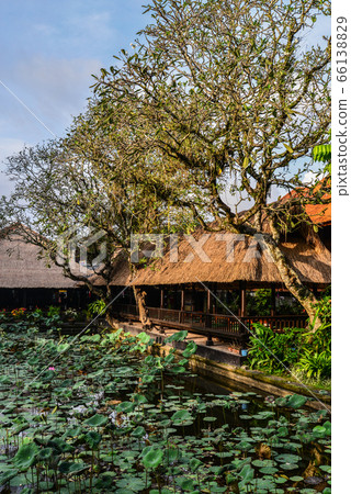 Empty cafe and pond with lotus Empty cafe and pond with lotus 66138829