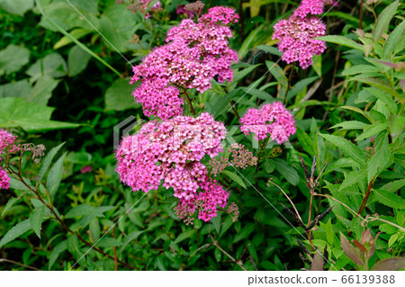 Flowers of spirea at Sagami River Nature Village Park 66139388