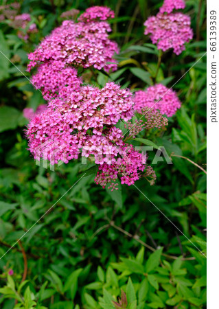 Flowers of spirea at Sagami River Nature Village Park 66139389
