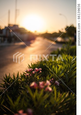 Dawn or sunset in the resort city of Ayia Napa on 66139656