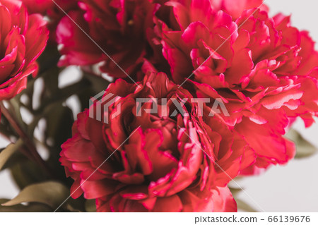 Red peonies bouquet isolated on gray background. Wedding invitation concept 66139676