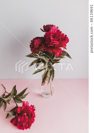 Vertical shot of fresh beautiful red peony flowers in a vase 66139691