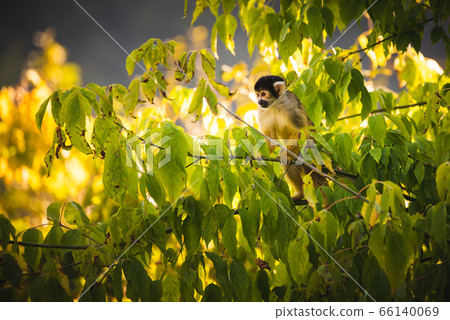 Black-capped squirrel monkey on a tree in Black-capped squirrel monkey on a tree in 66140069