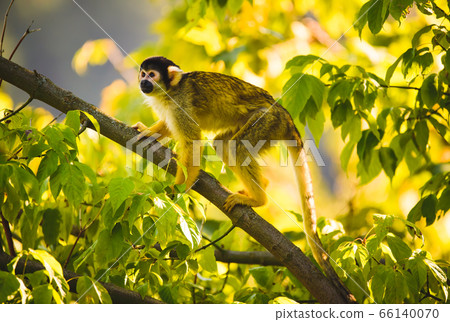 Black-capped squirrel monkey on a tree in Black-capped squirrel monkey on a tree in 66140070