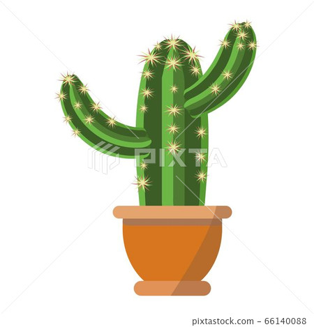 Huge green cactus plant vector illustration with beautiful thorns and brown flower pot isolated on white background Huge green cactus plant vector illustration with beautiful thorns and brown flower pot isolated on white background 66140088