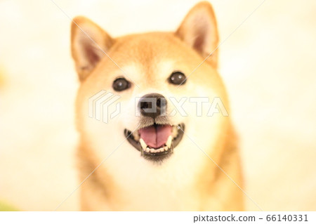 Smile Shiba Inu Smile Shiba Inu 66140331