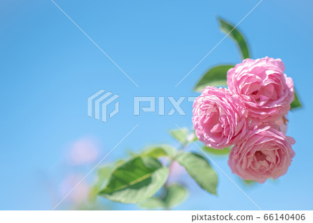 Rose flower blooming in Tsubo Park Rose flower blooming in Tsubo Park 66140406