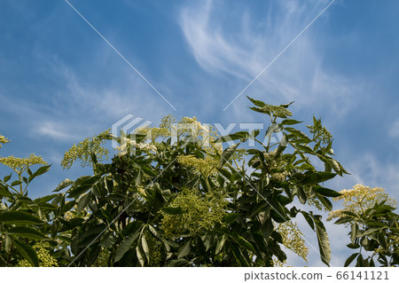 Blossom of Sambucus nigra Blossom of Sambucus nigra 66141121