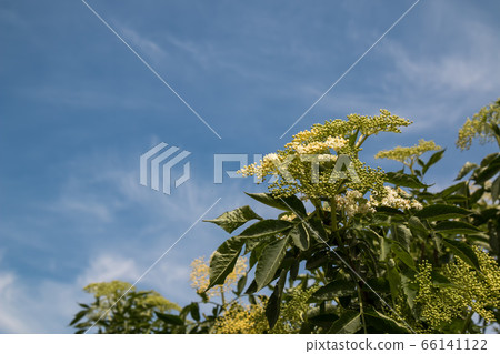 Blossom of Sambucus nigra Blossom of Sambucus nigra 66141122