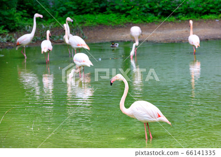 A flock of graceful white with pink flamingos 66141335