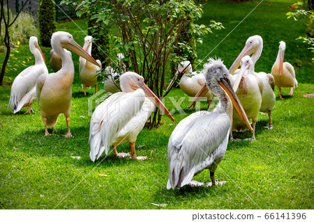A flock of white pelicans on a green lawn A flock of white pelicans on a green lawn 66141396