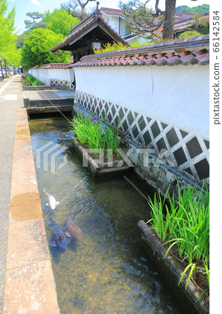 [Shimane] The waterway of Tsuwano Tonomachi-dori where irises bloom 66142584