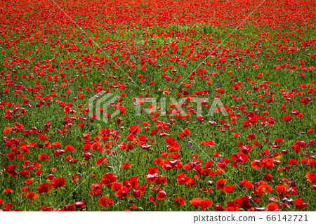 Field with red poppies near the village of Kuty Field with red poppies near the village of Kuty 66142721