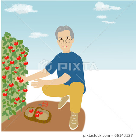 在晴朗的一天在菜園里人收穫紅色的西紅柿 66143127