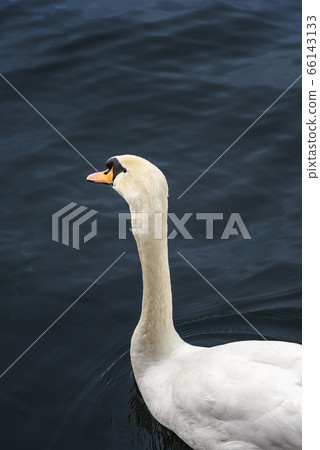 Swan on dark blue water on Limmat river. Waterbird Swan on dark blue water on Limmat river. Waterbird 66143133