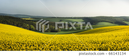 South Moravian panorama with rapeseed fields, South Moravian panorama with rapeseed fields, 66143134