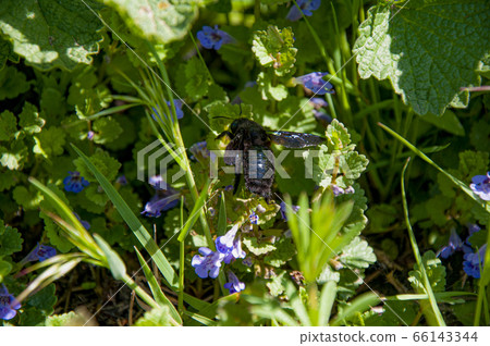 Big bumblebee in blue colors in the grass close-up 66143344